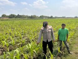 Bhabinkamtibmas Polsek Ngoro Dampingi Petani dalam Peninjauan Tanaman Jagung untuk Mendukung Ketahanan Pangan