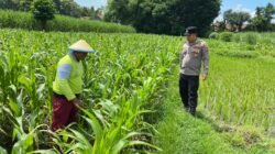 Personel Polsek Ngoro Dampingi Petani Meninjau Tanaman Jagung Dukung Program Ketahanan Pangan