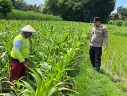 Personel Polsek Ngoro Dampingi Petani Meninjau Tanaman Jagung Dukung Program Ketahanan Pangan