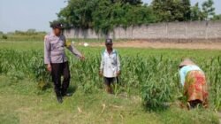 Polsek Ngoro Laksanakan Pengecekan Lahan Pertanian Jagung dalam Mendukung Program Swasembada Pangan Nasional