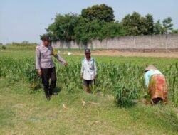 Polsek Ngoro Laksanakan Pengecekan Lahan Pertanian Jagung dalam Mendukung Program Swasembada Pangan Nasional