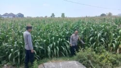 Polsek Diwek Polres Jombang Laksanakan Peninjauan Tanaman Jagung Dukung Program Nasional Asta Cita
