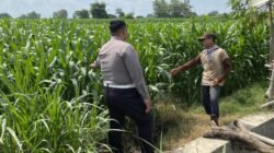 Anggota Polsek Mojoagung Dukung Ketahanan Pangan melalui Peninjauan Lahan Jagung