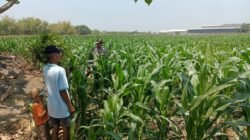 Panit Binmas Polsek Ploso Laksanakan Pemantauan Tanaman Jagung dalam Mendukung Program Ketahanan Pangan