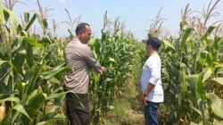 Bhabinkamtibmas Polsek Diwek Bersama Ketua Poktan Tinjau Tanaman Jagung di Desa Keras