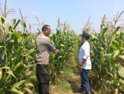 Bhabinkamtibmas Polsek Diwek Bersama Ketua Poktan Tinjau Tanaman Jagung di Desa Keras