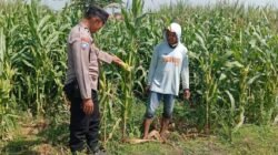 Kanit Binmas Polsek Kudu Laksanakan Pembinaan Petani Jagung Dukung Swasembada Pangan