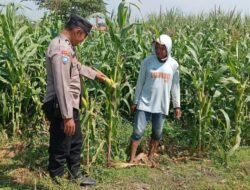 Kanit Binmas Polsek Kudu Laksanakan Pembinaan Petani Jagung Dukung Swasembada Pangan