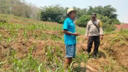 Bhabinkamtibmas Lakukan Pengecekan Tanaman Jagung di Desa Ngampungan Kec. Bareng Kab. Jombang