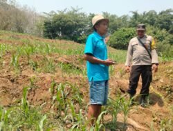 Bhabinkamtibmas Lakukan Pengecekan Tanaman Jagung di Desa Ngampungan Kec. Bareng Kab. Jombang