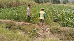 Polsek Bareng Pantau Tanaman Jagung, Dukung Program Ketahanan Pangan