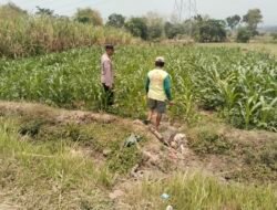 Polsek Bareng Pantau Tanaman Jagung, Dukung Program Ketahanan Pangan