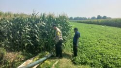 Kanit Binmas Polsek Diwek Tinjau Tanaman Jagung, Dukung Program Ketahanan Pangan