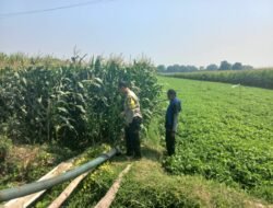 Kanit Binmas Polsek Diwek Tinjau Tanaman Jagung, Dukung Program Ketahanan Pangan