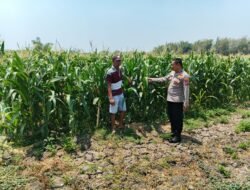 Polsek Ngusikan Berkolaborasi dengan Petani Wujudkan Ketahanan Pangan