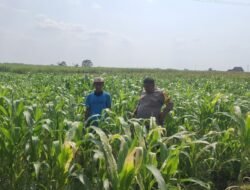 Polsek Bareng Pantau Tanaman Jagung Kuartal III 2026 Dukung Program Ketahanan Pangan