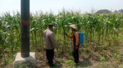 Bhabinkamtibmas Polsek Plandaan Monitoring Tanaman Jagung, Dukung Ketahanan Nasional