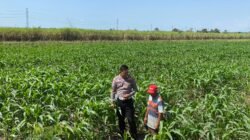 Bhabinkamtibmas Desa Karangwinongan Laksanakan Pengecekan Ketahanan Pangan Sektor Pertanian Jagung