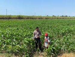 Bhabinkamtibmas Desa Karangwinongan Laksanakan Pengecekan Ketahanan Pangan Sektor Pertanian Jagung