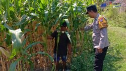 Anggota Polsek Tembelang Laksanakan Peninjauan Lahan Pertanian Jagung untuk Mendukung Ketahanan Pangan