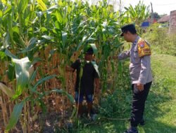Anggota Polsek Tembelang Laksanakan Peninjauan Lahan Pertanian Jagung untuk Mendukung Ketahanan Pangan