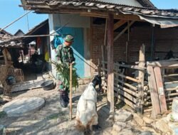 Selain Infrastruktur, Satgas TMMD 130 Jombang Turun Bantu Peternak di Klitih