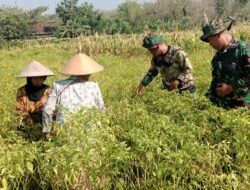 Anggota Satgas TMMD ke 130 Bantu Warga Panen Cabe di desa pojok klitih Kec. Plandaan Kab. Jombang