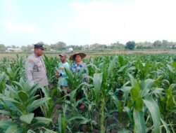 Dukung Ketahanan Pangan, Anggota Polsek Plandaan Monitoring Tanaman Jagung