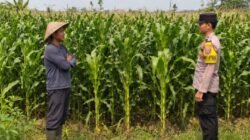 Dukung Ketahanan Pangan, Bhabinkamtibmas Desa Kepuhkajang Polsek Perak Cek Lahan Tanaman Jagung