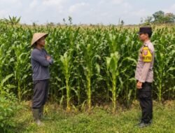 Dukung Ketahanan Pangan, Bhabinkamtibmas Desa Kepuhkajang Polsek Perak Cek Lahan Tanaman Jagung