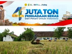 Sejarah Baru BULOG: Pengadaan Beras Lampaui 4 Juta Ton