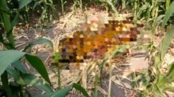 Geger Penemuan Mayat Pria Membusuk, Diduga Hilang Beberapa Hari Lalu, di Area Sawah Kepuhkembeng Jombang