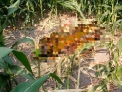 Geger Penemuan Mayat Pria Membusuk, Diduga Hilang Beberapa Hari Lalu, di Area Sawah Kepuhkembeng Jombang